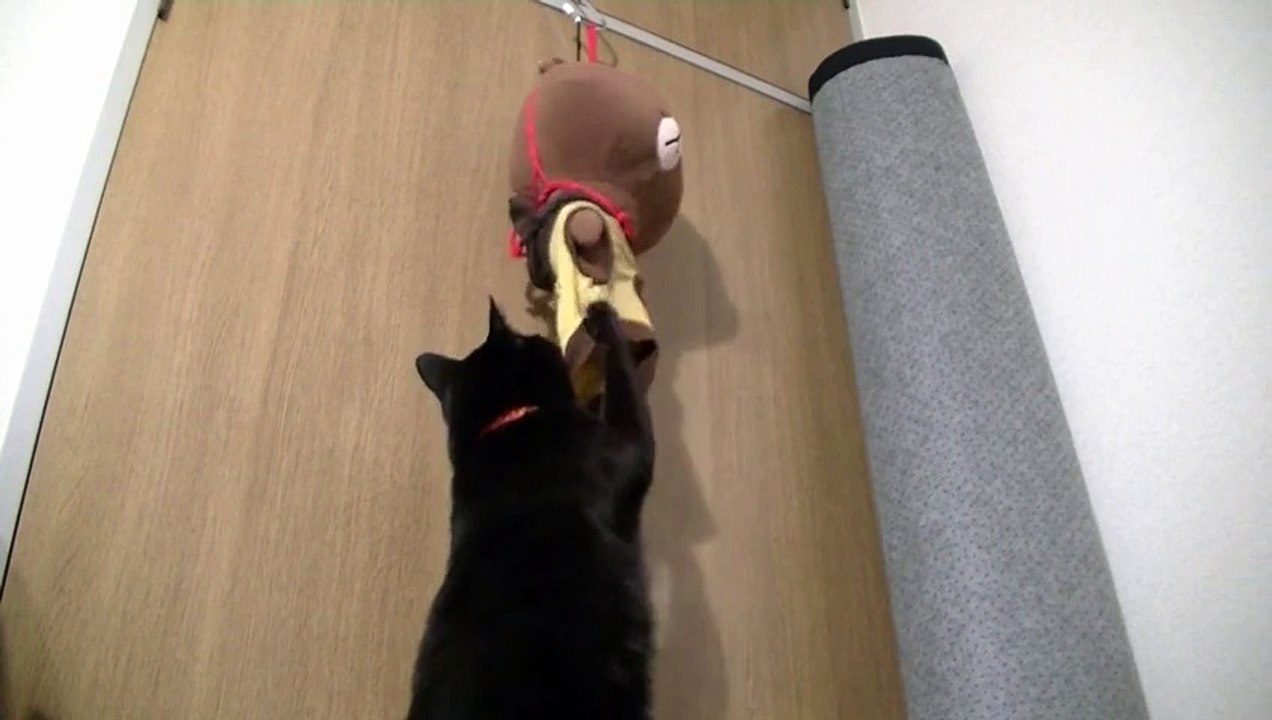 ドM猫がドS行動！？ひゃくれつ肉球パンチ炸裂！【面白い＆可愛い行動の黒猫】～Black cat of unexpected behavior～