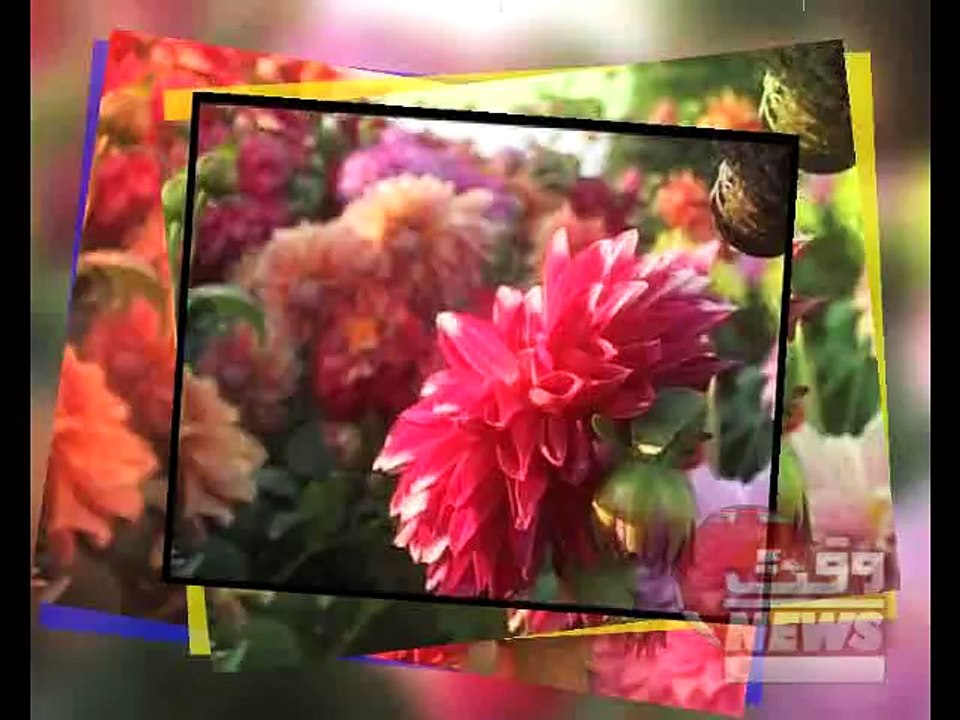 FLOWERS EXHIBITION