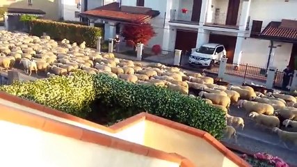 Intre timp in Pipera, imediat dupa intoarcerea lui Gigi Becali