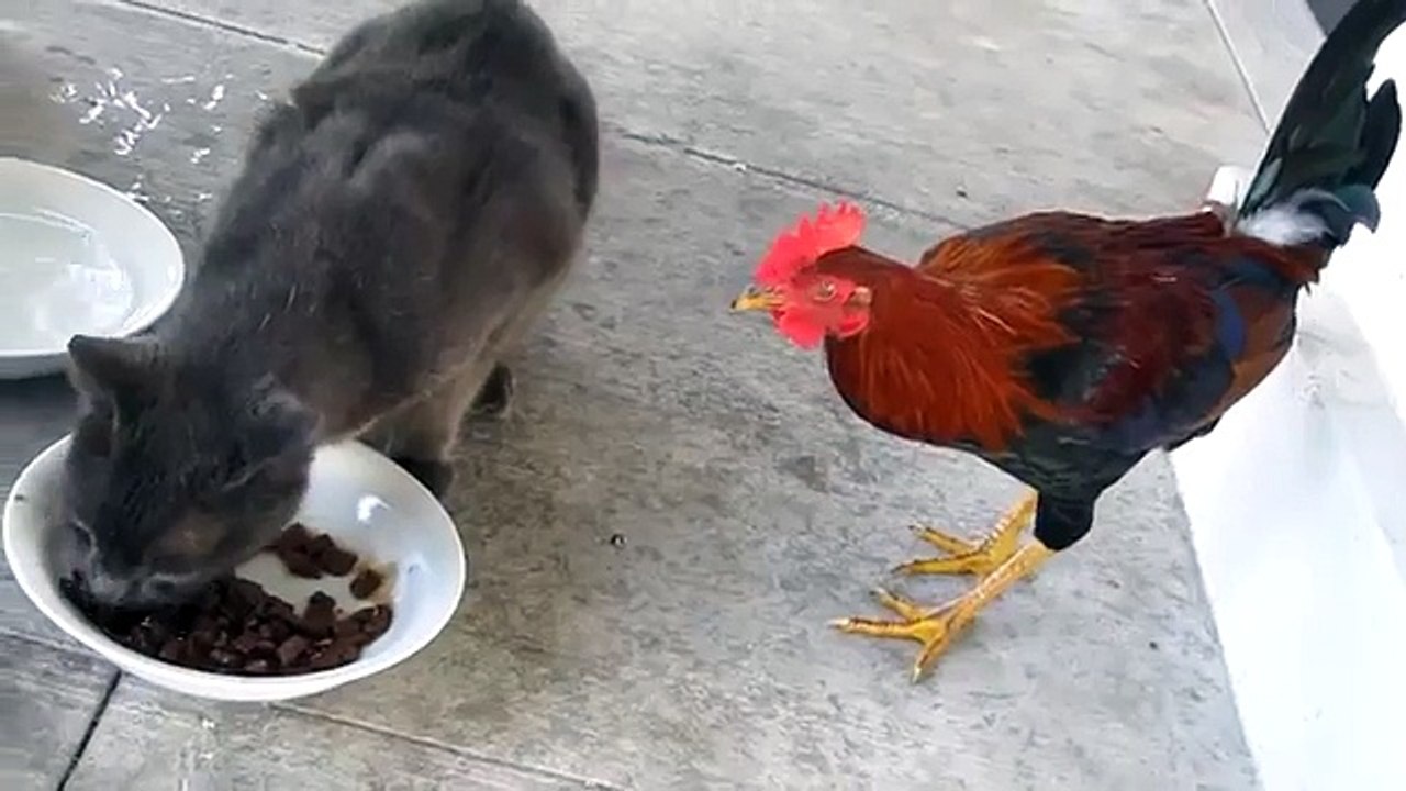 ► Pelea entre Gato y Gallo - INEDITO - humor gatos - video divertido gatos - risa gatos ch