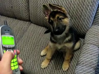 ★ MINI PERRO SE ENFRENTA AL ESPEJO!! JAJA - Perros Locos Humor Divertidos Perros Chistosos