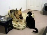 ► Gato Loco Ataca Perro ► NO TIENE MIEDO!! humor gatos - video divertido gatos - RISA GATO