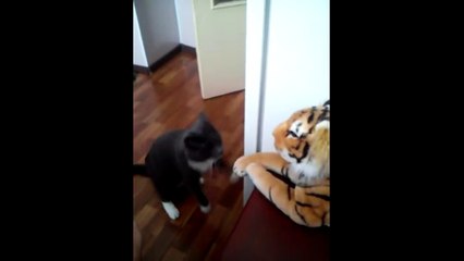 Kedi kaplanı yumruk manyağı yapıyor