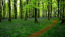 Relax-Mozart in a peaceful bluebell wood-Tranquil music-Calming beautiful sounds of nature