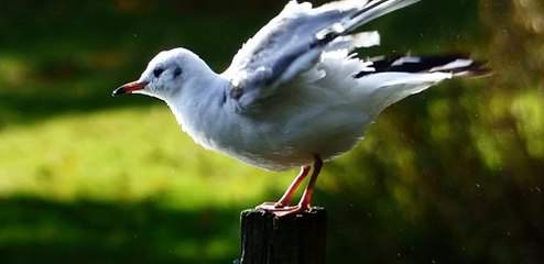 MLB무료픽ゼ Supercar123.Com 가입코드7171