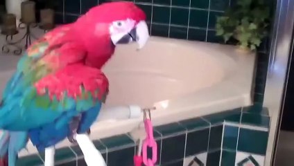 Попугаи ара идут под душ!