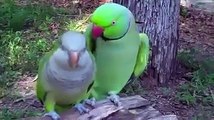 cute animals Couple of Parrots kissing