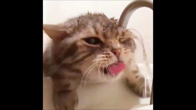 Un chat idiot essaie de boire au robinet