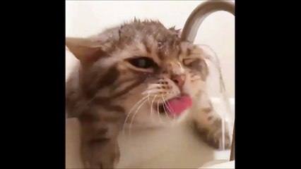 Un chat idiot essaie de boire au robinet