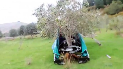 Voilà comment on recolte les olives quand on est pressé!