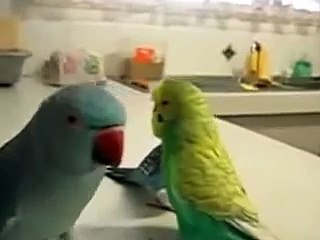 Попугаи возмущаются почему им тоже не наложили!
