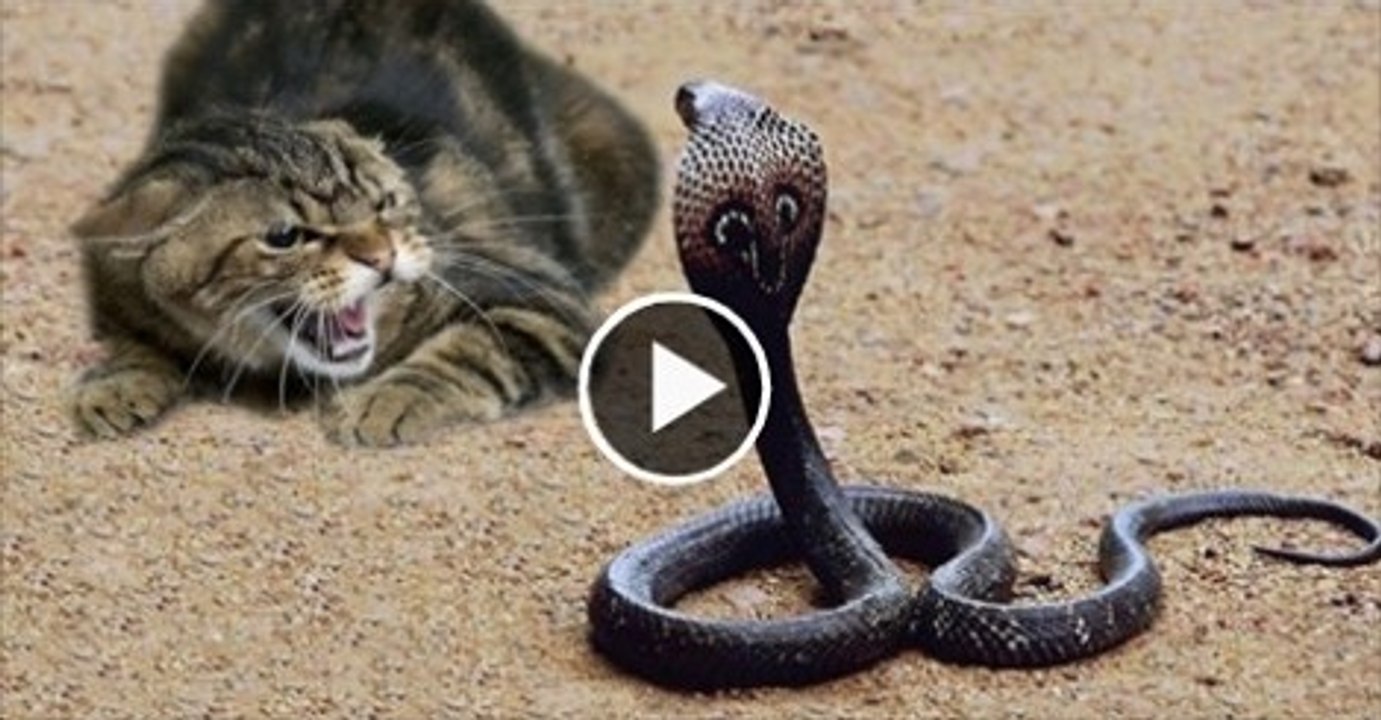 A deadly fight between pet cat and wild kobra snake