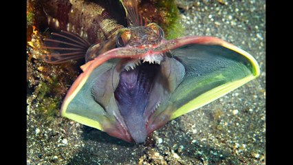 40 Bizarre Creatures That Actually Exist On Earth