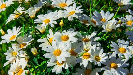 Привітання з 1 травня