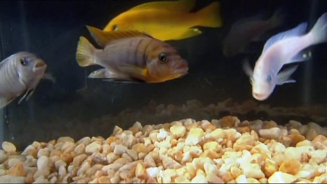 Malawi gölü oluşumu