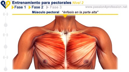 Entrenamiento pectorales Nivel 2