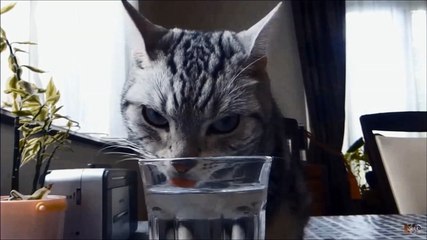 Хитрый Свин - японские забавы с котами 1(Приколы с котами)