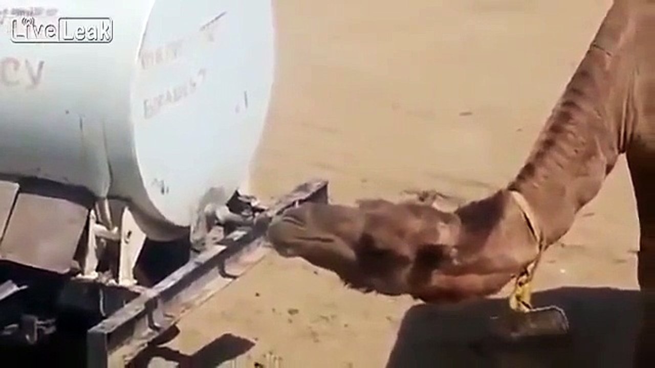 Smart Camel - Chameau intelligent