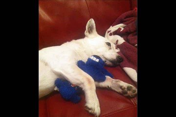 A picture of my dog. Hasn't been eating, and refuses to move anywhere. He's old, and you may not think he's aww worthy,