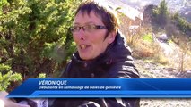 D!CI TV : Hautes-Alpes : On a suivi le ramassage des premières baies de genievre de la saison