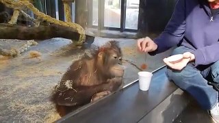Un singe réagit à un tour de magie