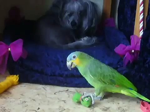 Попугаи играют рядом со своей собакой