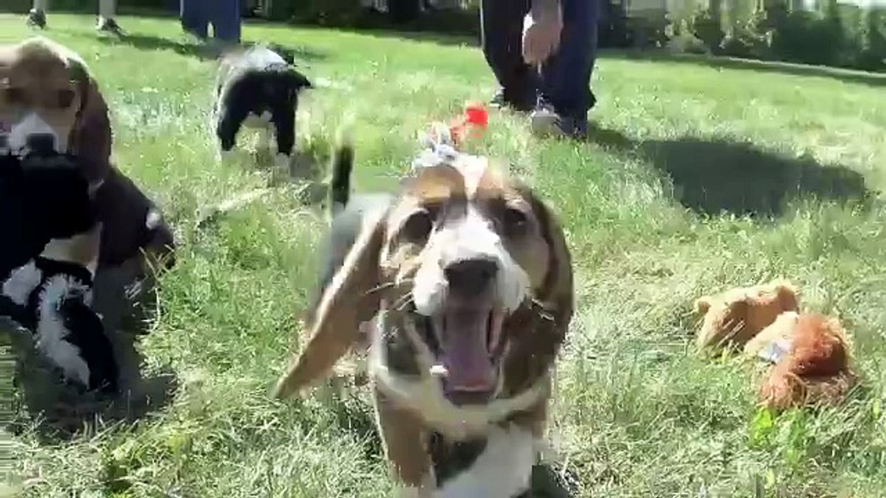 Les premiers chiens éprouvettes sont nés aux Etats-Unis