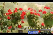 Baryalai Samadi Pashto new Album Afghan Hits Vol 7 2015 song Mayan Yum Pa Ta Wari Lailo[1]