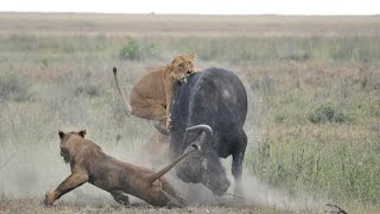 Os predadores Africanos - Felinos Perigosos