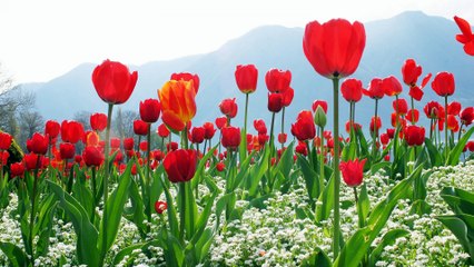 Привітання з 8 Березня та картинки для святкування