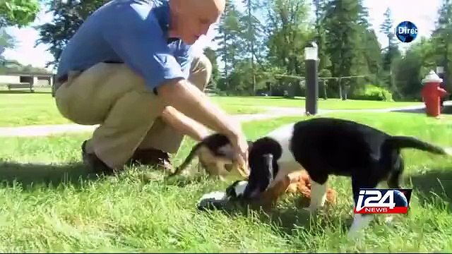 Les premiers chiots éprouvettes naissent aux Etats-Unis
