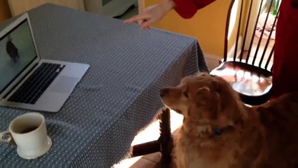 Josie reacts to _dog confused by squeaky toy