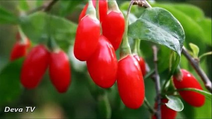 goji çileği nedir? goji çileği zayıflatırmı? http://www.gojiberrycilegi.com/