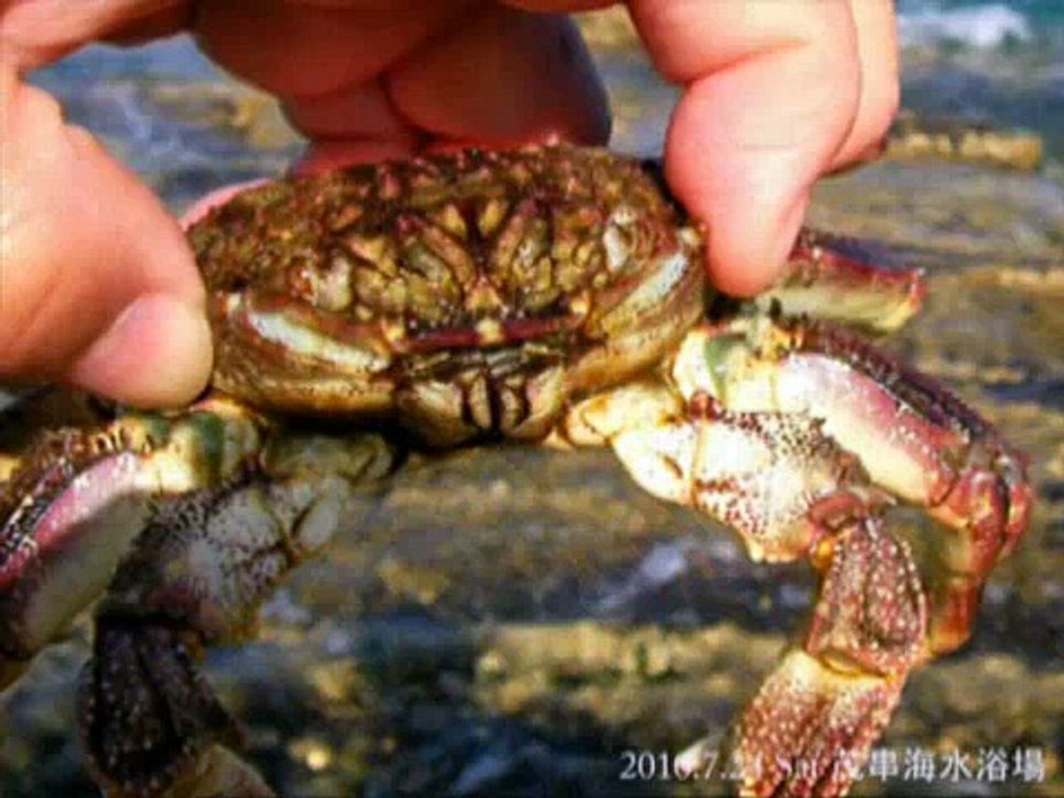 2010/7　茂串海水浴場