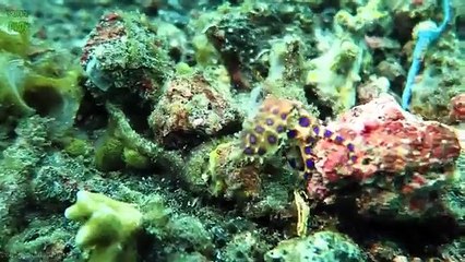 Top 10 Cute Animals That Can Kill You