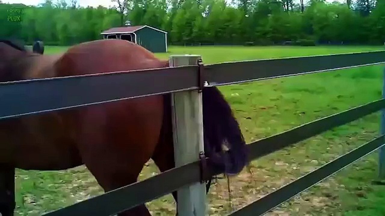 Top 10 Funny Horse Videos 2015