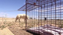 Epic Mojave Desert Dog Rescue Mission - A MUST SEE. Please Share.