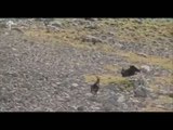Dağ keçisi ve kartalın inanılmaz savaşı