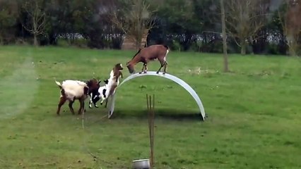 Thrilling game of goats