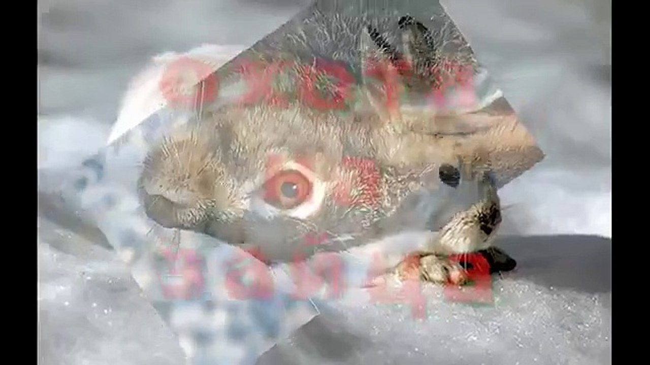 ПРИКОЛ !  охота на зайца
