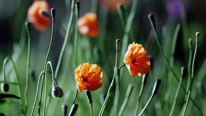 Sturm der Liebe Folge 2350