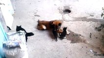 Mother cat with kittens came to old friend