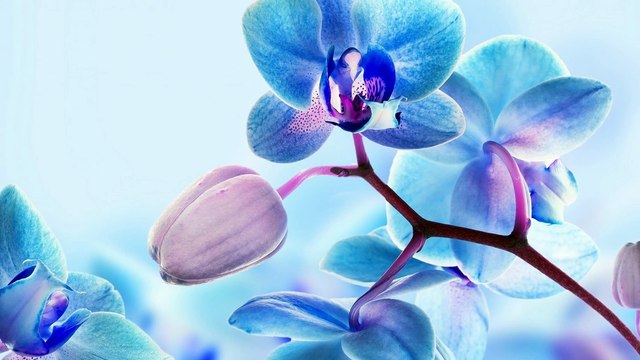 Привітання з Днем Оксани