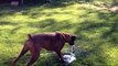 So cute puppy dog playing with water! Adorable animal...