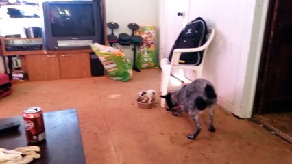 Tiny Puppy Adorably Protects Food Bowl From Big Dog