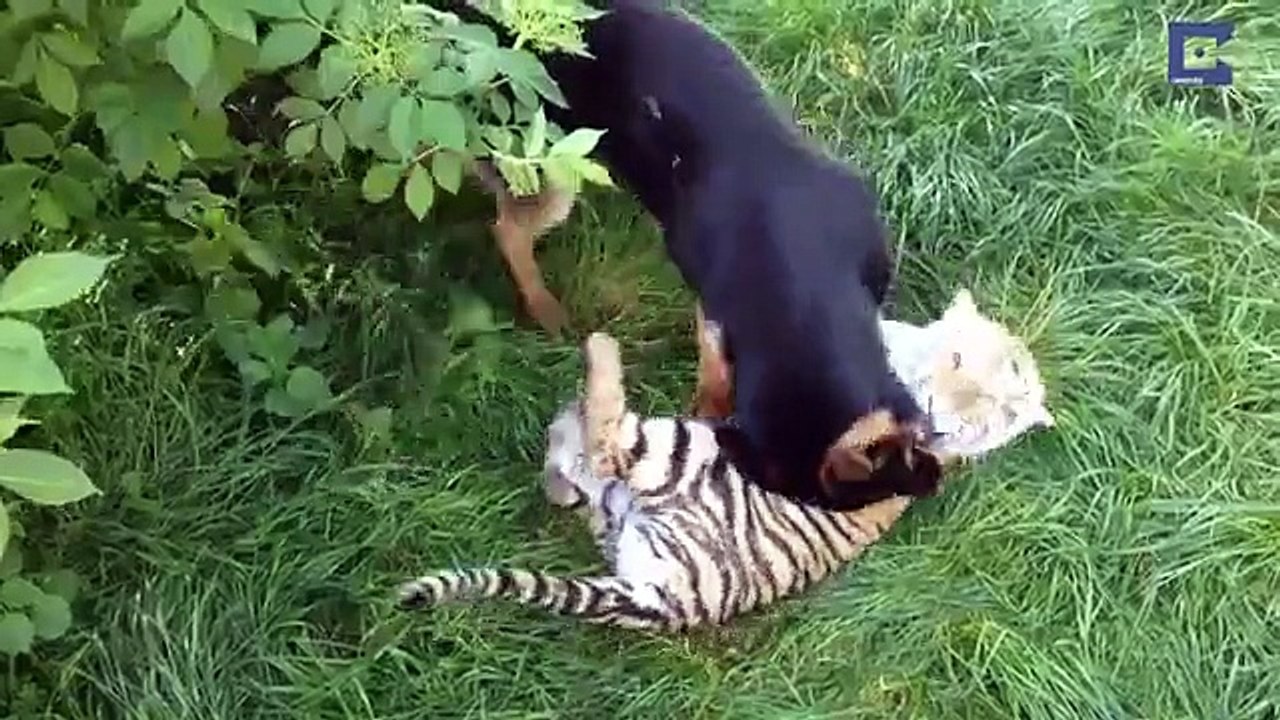Le berger allemand se dirige vers ce tigre... Sa réaction est incroyable