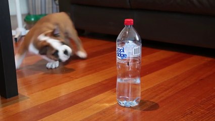 Bulldog Puppy adorably plays with Bottle