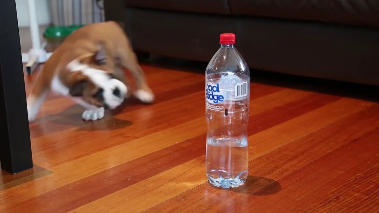 Bulldog Puppy adorably plays with Bottle