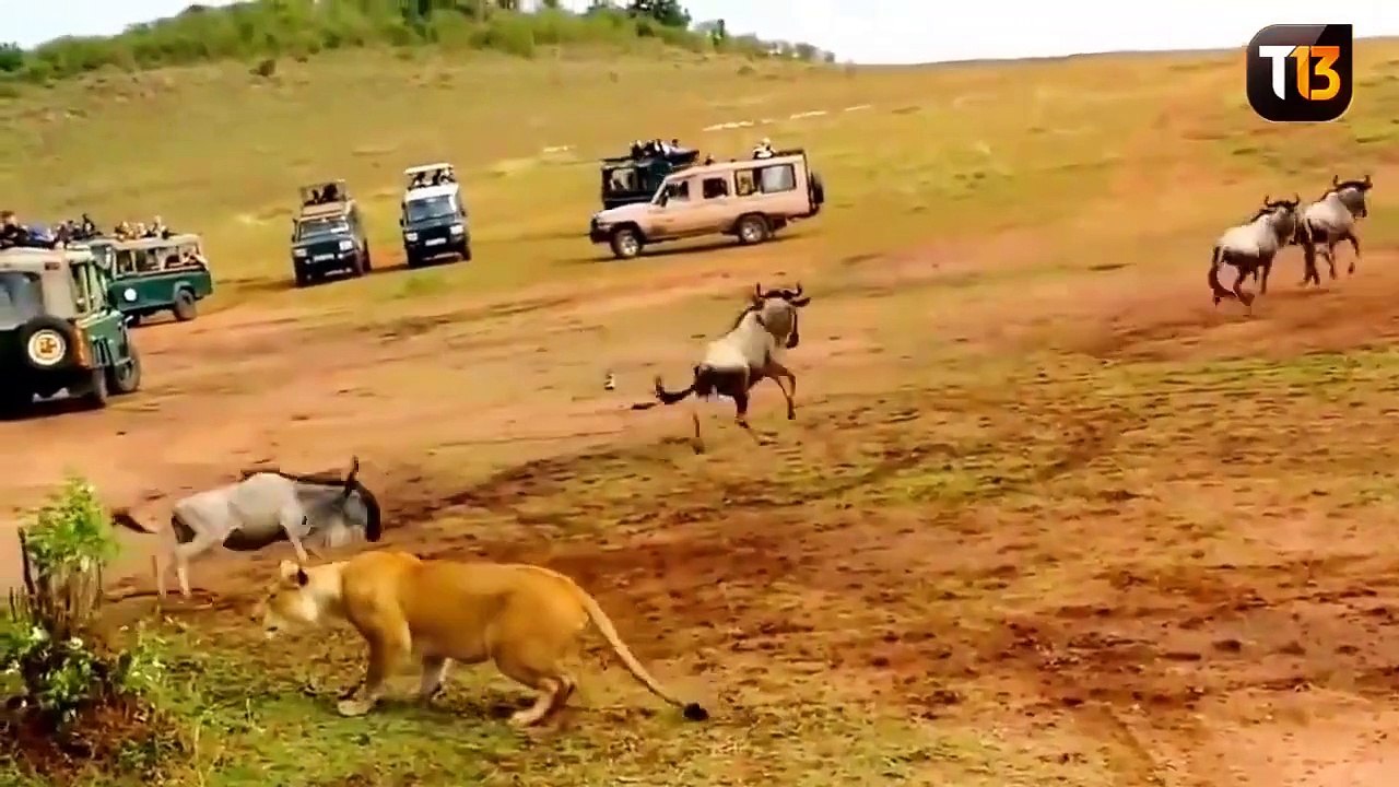 Quand un lion a marre d'attendre voila ce qu'il fait