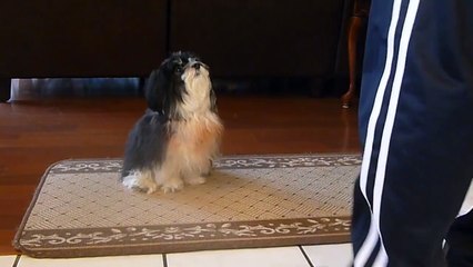 Two Puppies Adorably ‘Pray’ For All Dogs Before Dinner